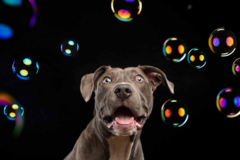 Request Quote: Candice C. Cusic Pet Photography - Chicago, IL