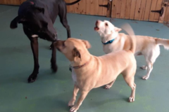 Request Quote: Wagging Tails - Dog Daycare - Atlanta, GA