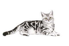 Request Quote: Vaux Arts - Fort Collins Colorado Pet Portrait Artist - Nationwide