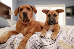 Request Quote: Waggers Professional Pet Sitting - Cary, NC