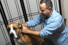 Request Quote: Pawsitive Pet Balance - Animal Reiki Massage Therapy - Lake Mary, FL