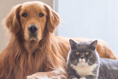 Request Quote: Whiskers'n Paws In Home Pet Sitting Service Plus - Fort Wayne, IN