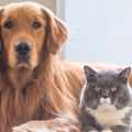 Whiskers'n Paws In Home Pet Sitting Service Plus - Fort Wayne, IN