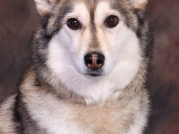 A Husky