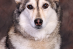 Request Quote: Patrick Nau Fine Portrait Pet Photography - Minneapolis, MN