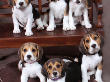 Puppies
