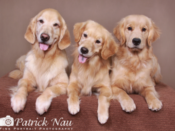 Golden Retrievers