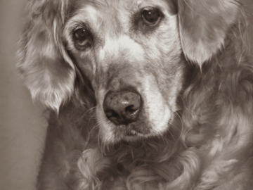 A portrait of a senior dog