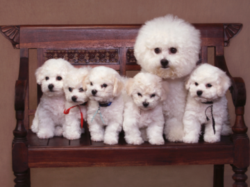 A portrait of a dog and her puppies.