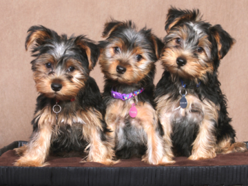 A portrait of 3 puppies