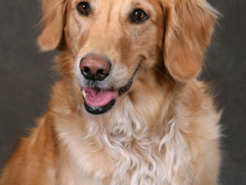 A portrait of a Golden Retriever