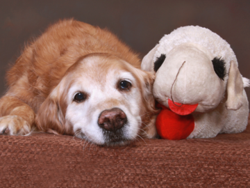 A portrait of a senior dog with his stuffed animal