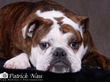 A portrait of a resting Bulldog