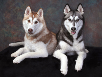 A portrait of two Huskies