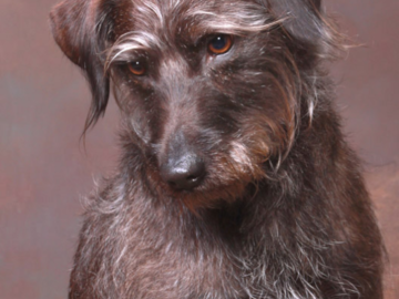 A portrait of a brown dog.
