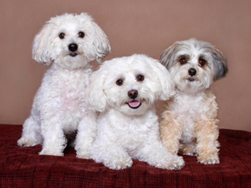 A portrait of three cute dogs