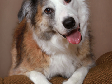 A portrait of a dog cocking its head
