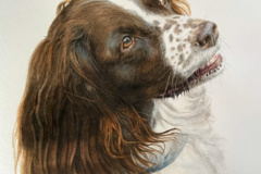 Request Quote: Kimberly Meuse Watercolor Pawtraits - Pet Portrait Artist  - Nationwide
