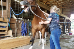 Request Quote: Top Hand Equine Sports Massage, LLC - Monroe, PA