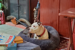 Request Quote: Healing Arts - Animal Reiki Master  - Nationwide