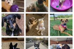 Request Quote: Focused Choice Private Dog Training - Lynchburg, VA