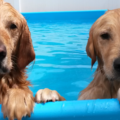 GoodFellas Doggy Daycare and Boarding - Saugus, MA