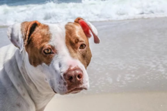 Request Quote: Danielle King - Pet Photographer - Bedford Corners, NY