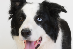 Request Quote: Long Leash - Pet Photographer - Wilbraham, MA