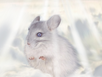 Chinchilla in Heaven (digital painting on paper)