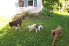 Request Quote: Mollys Canine Academy - Private Dog Training - Hellertown, PA