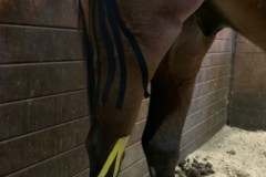 Request Quote: Right on Track Equine Massage - North Plainfield, NJ