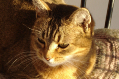 Request Quote: Patricia Overmoyer - Professional Pet Photographer - Bloomfield, NY