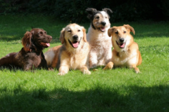 Request Quote: Scoopy-Doo Dog - Pet Waste Removal Service - Oxford, MI