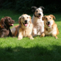 Scoopy-Doo Dog - Pet Waste Removal Service - Oxford, MI