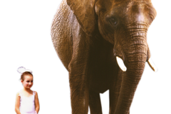 Request Quote: Abiqua Studio - Pet Photographer - Mt Angel, OR