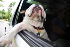 Request Quote: Chris Becker Pet Photography - Kennebunkport, ME
