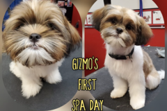Request Quote: Happy Tailz Dog Grooming Salon - Hahira, GA