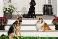 Request Quote: PAWS Imagery - Pet Photographer - Newton, NH