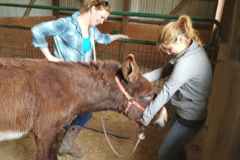Request Quote: Indian Creek Therapy - Animal Chiropractic Care - Davidson, NC