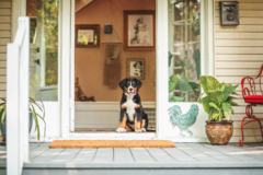 Request Quote: Pet and Equine Photography  - Coeur d'Alene, ID