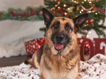 A German Shepherd Christmas photo