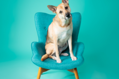 Request Quote: Jennifer Schoenegge Pet Photography LLC - Prospect, KY