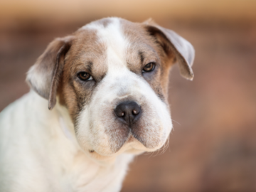 Dog Photography Portrait