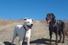 Request Quote: Santa Monica Dog Hikers - Dog Walker - Santa Monica, CA