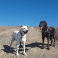Santa Monica Dog Hikers - Dog Walker - Santa Monica, CA