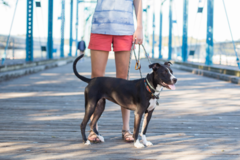 Request Quote: Happy Hound Pet Sitting  - Chattanooga, TN
