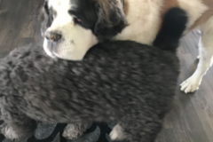 Request Quote: Luv for Animals Pet Sitting - Crown Point, IN