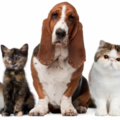 Snoopie Poopie Pet Care - Pet Taxi and In Home Pet Sitting - Dallas, TX