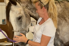 Request Quote: WellAlive - Equine Massage and Horse Healing - Dixon, CA