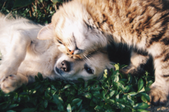 Request Quote: Bailey's Pet Well-Being LLC - Animal Homeopathy - Indiana, PA